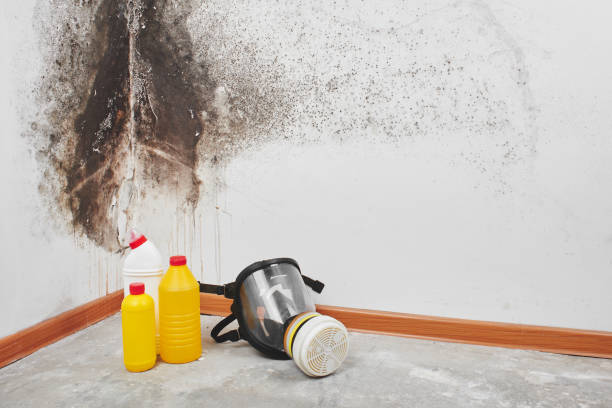 Best Black Mold Removal  in Middletown, CT