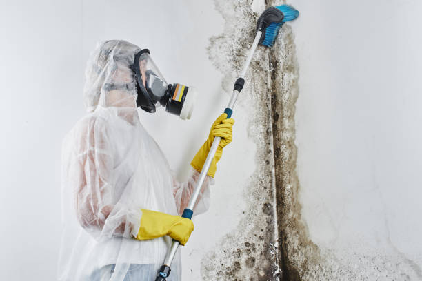 Best Local Mold Removal Service  in Middletown, CT