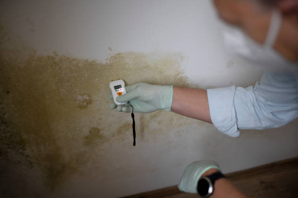 Best Black Mold Removal  in Middletown, CT