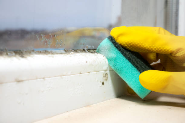 Best Professional Mold Removal  in Middletown, CT