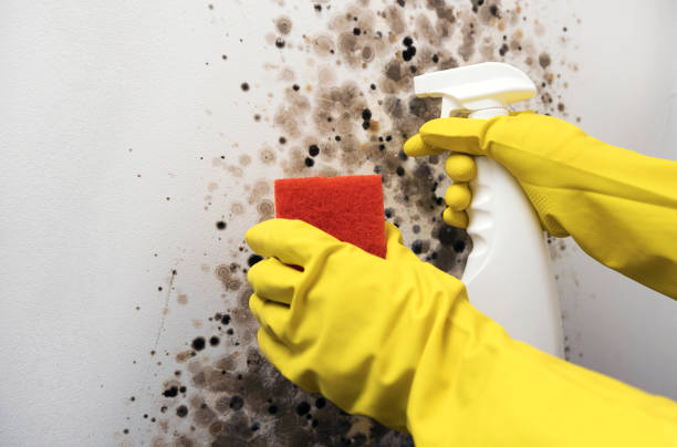 Professional Mold Removal in Middletown, CT