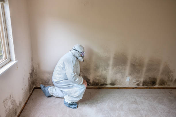 Mold Removal Process in Middletown, CT