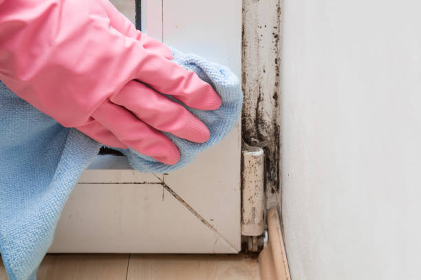 Best Mold Remediation Services  in Middletown, CT