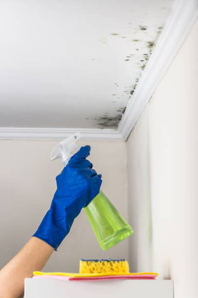Best Same-Day Mold Removal  in Middletown, CT