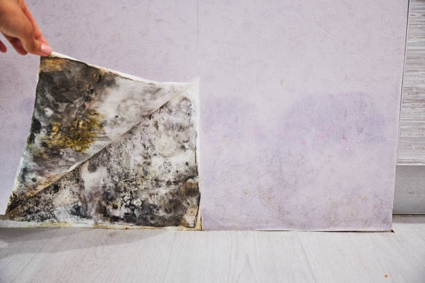 Office Mold Removal Services in Middletown, CT
